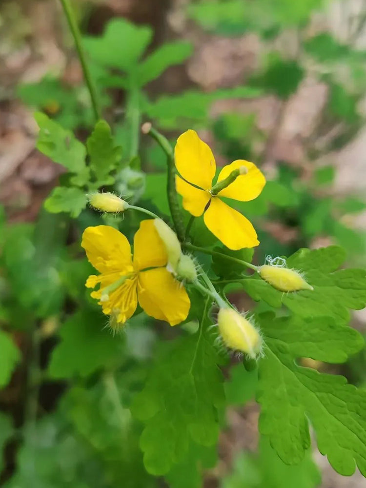 Greater Celandine