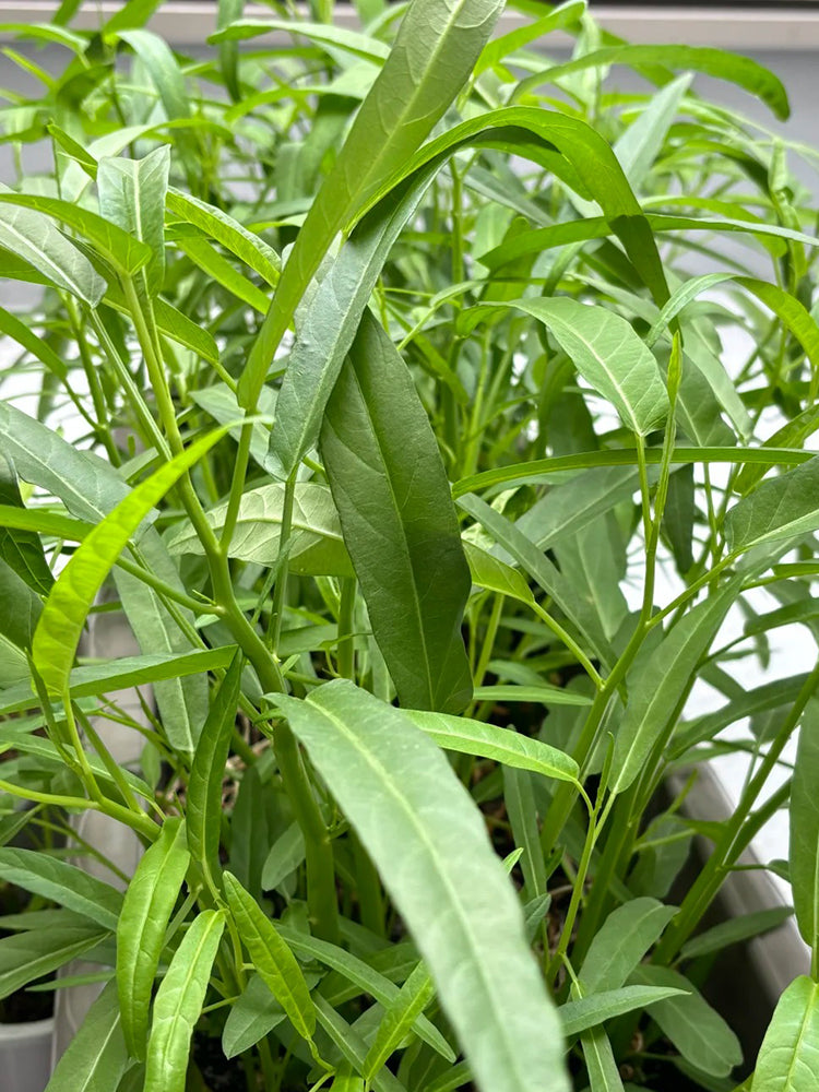 Bamboo Leaf Water Spinach