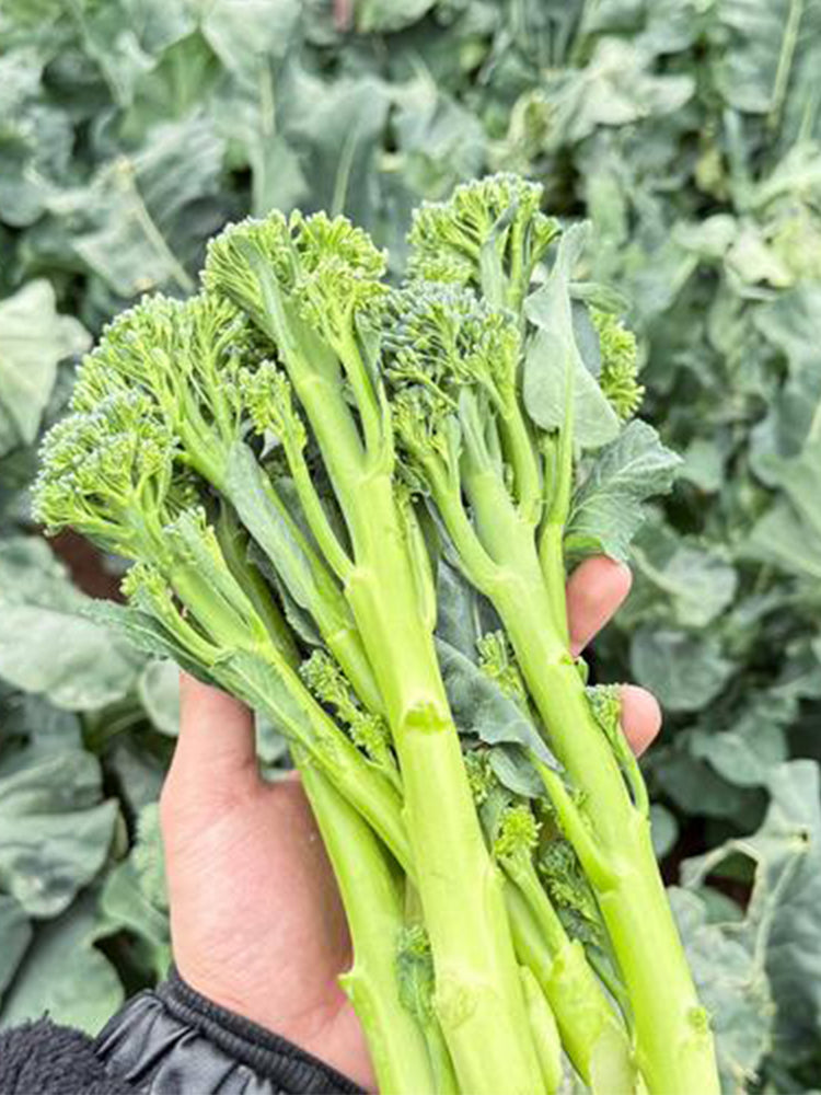 Qinghuatai No.1 Broccolini