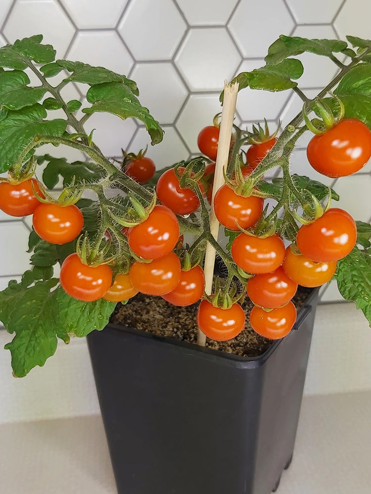 Delice de Neuilly Microdwarf Tomato