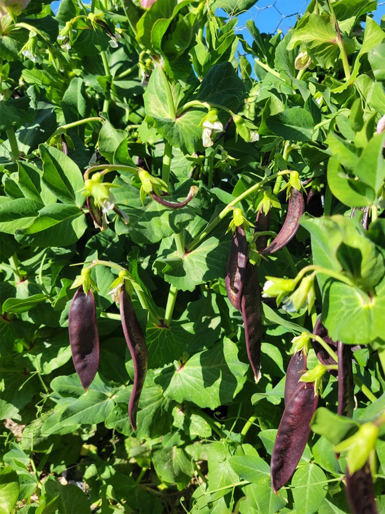 Purple-Podded Snow Pea