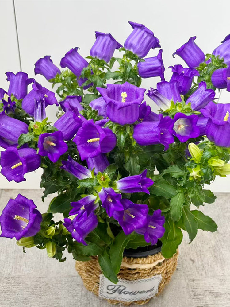 Hezhichun Mixed Color Canterbury Bells