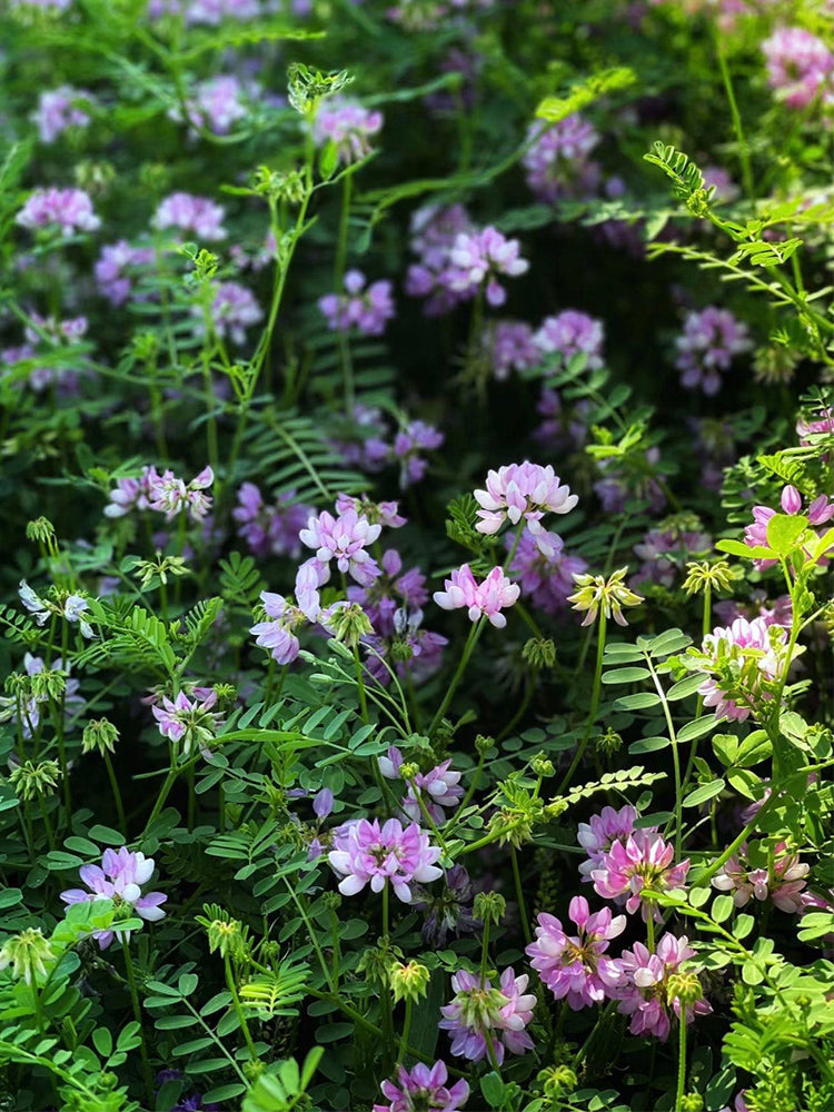 Crown Vetch