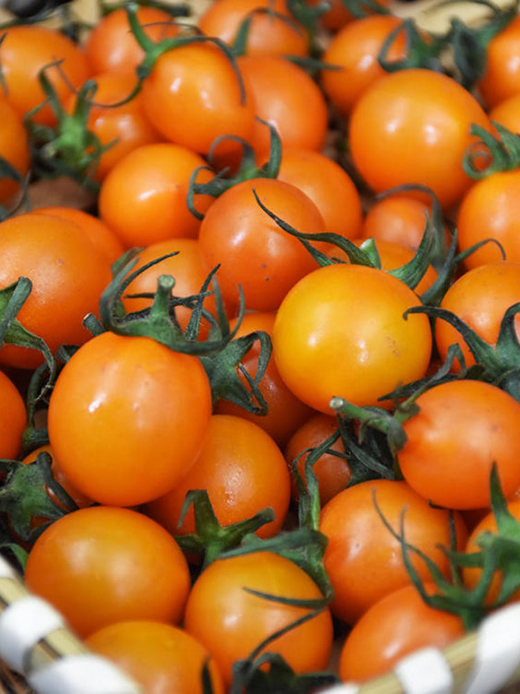 Golden Emperor Cherry Tomato
