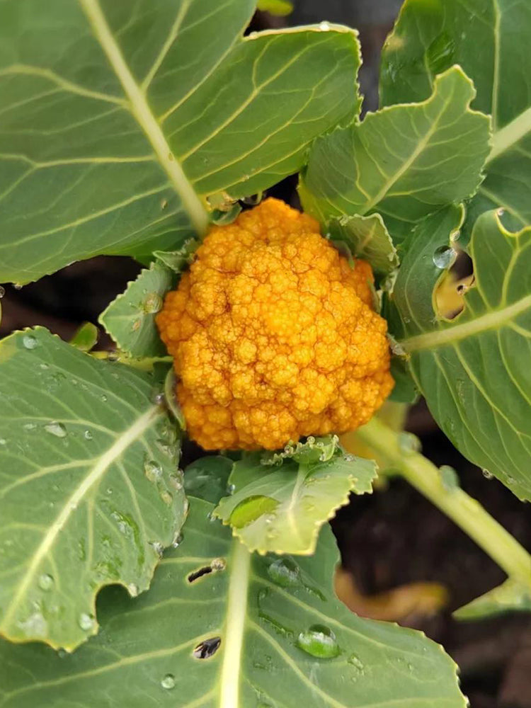 Golden Cauliflower (Brassica oleracea var. Botrytis)