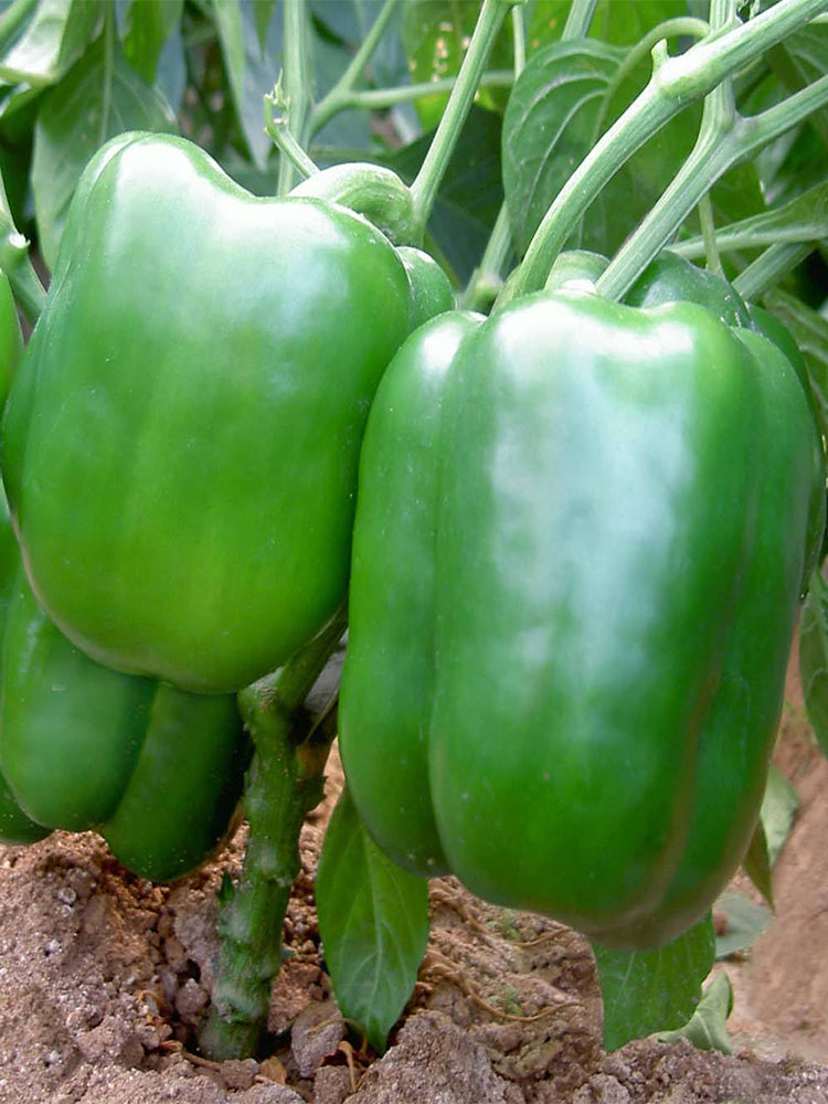 Square Green Pepper (Capsicum annuum)