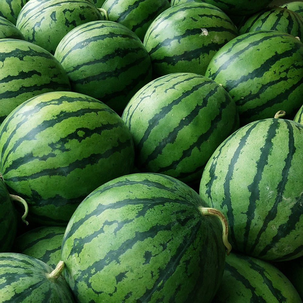 5 Bags (20 Seeds / Bag) of 'Kylin Ice Cream' Series Watermelon Seeds