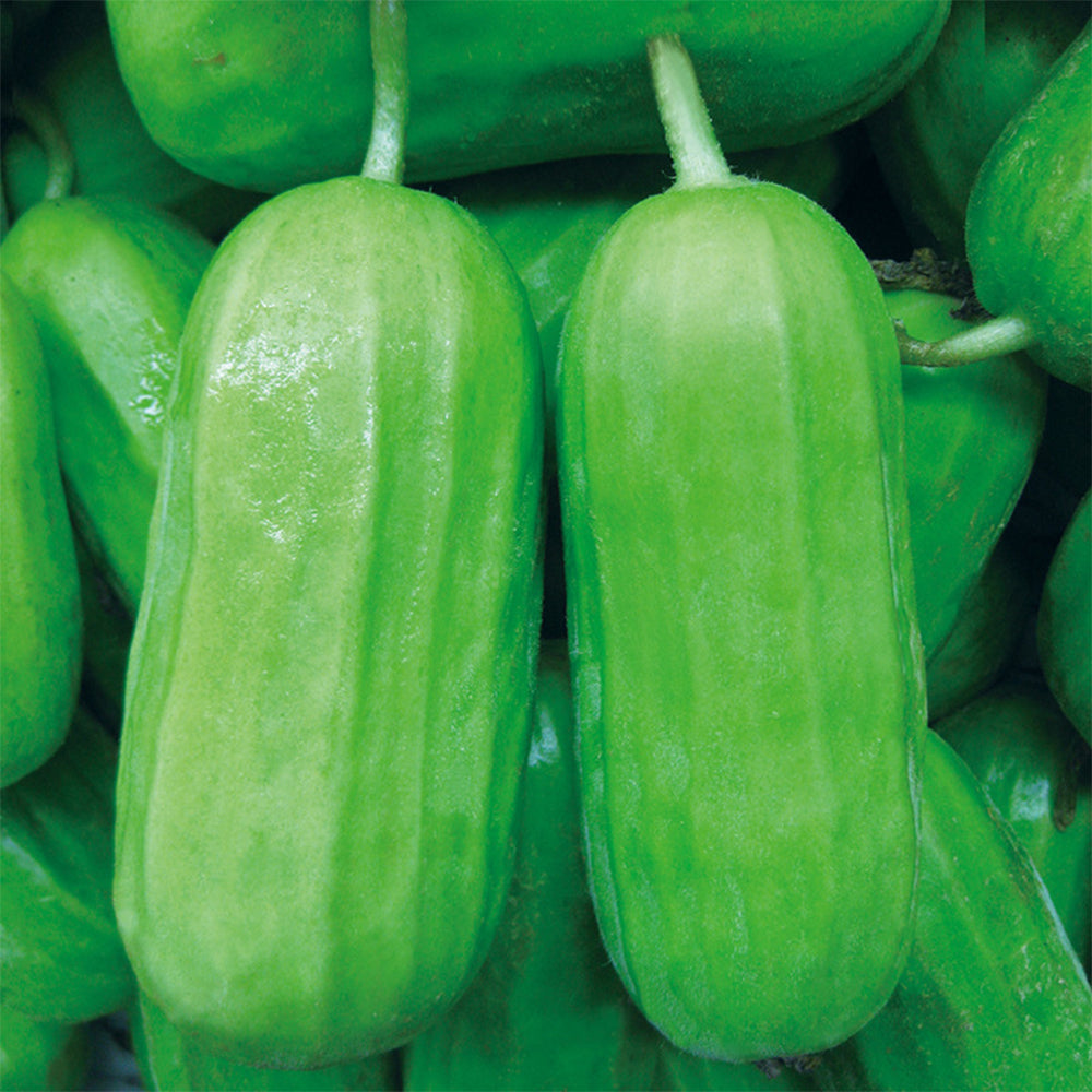 5 Bags (2 grams / Bag) of Eight-ridged Crispy Cucumber Seeds, Fragrant and Sugar-free Melon