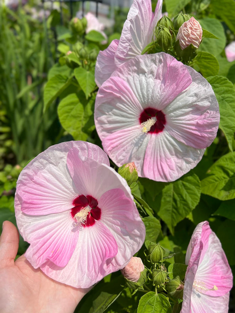 Swamp Rose Mallow Mixed