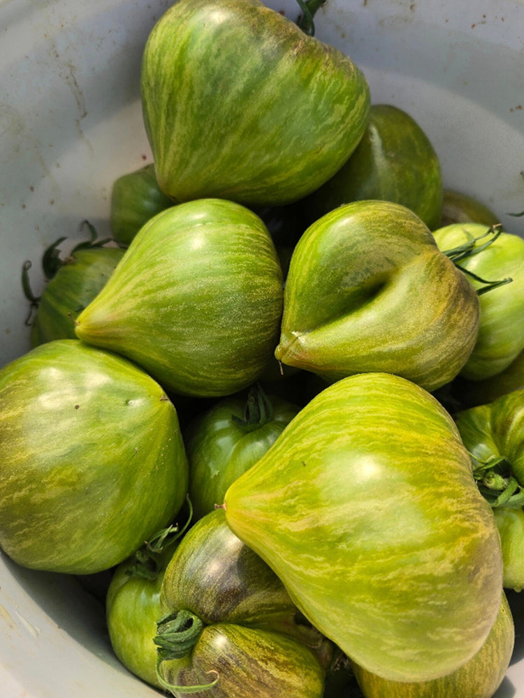 1023 Aliris Golden Heart Tomato