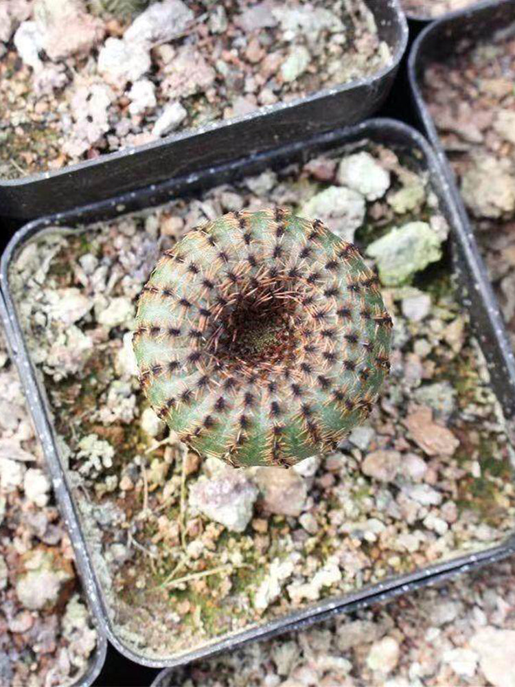 Frailea phaeodisca