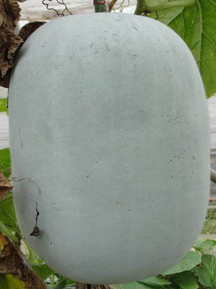 Jiemei Pink Skin Winter Melon