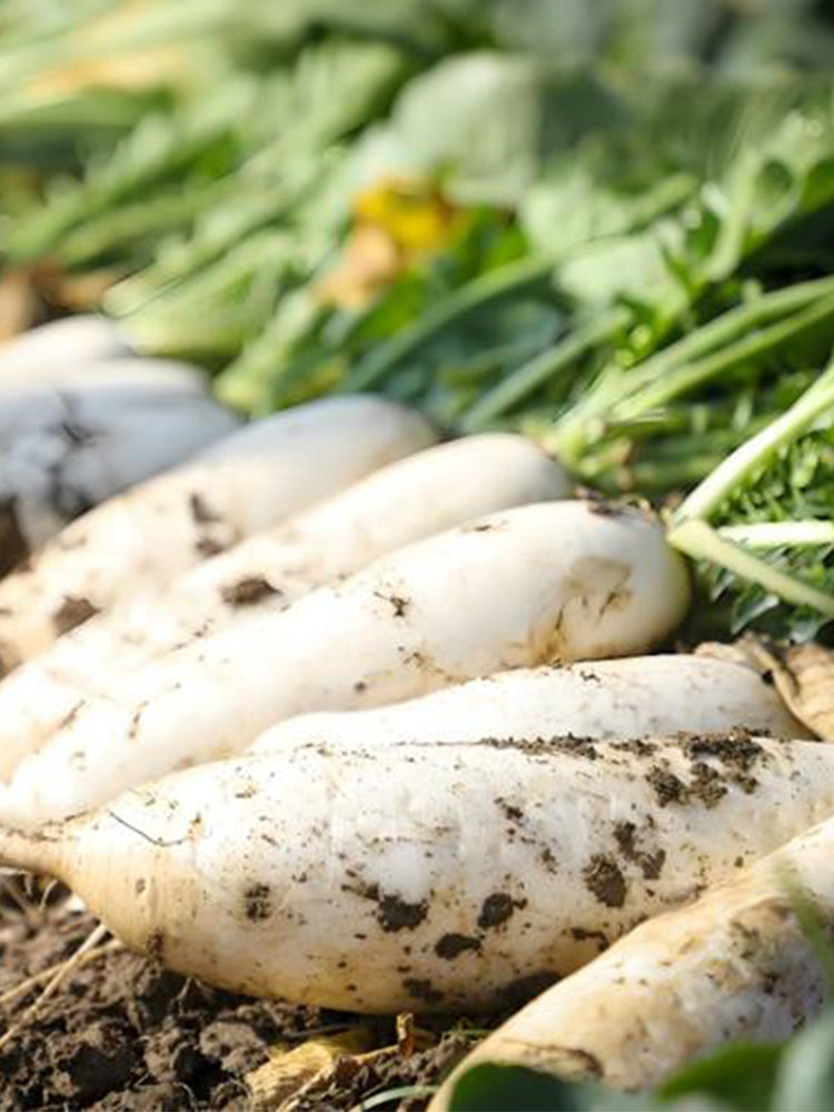 White Jade Radish F1