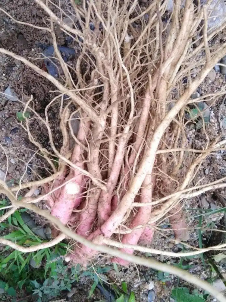 Spiny Amaranth (Amaranthus spinosus)