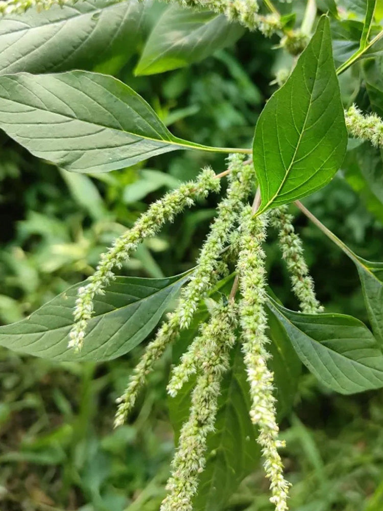 Spiny Amaranth (Amaranthus spinosus)