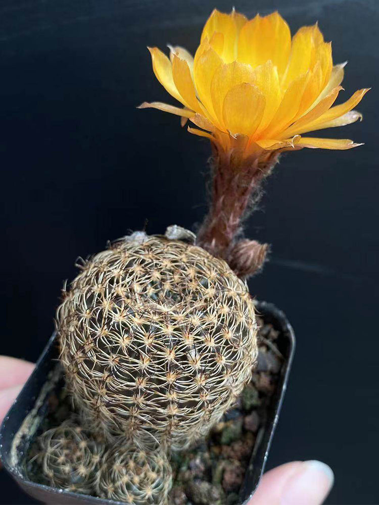 Lobivia arachnacantha