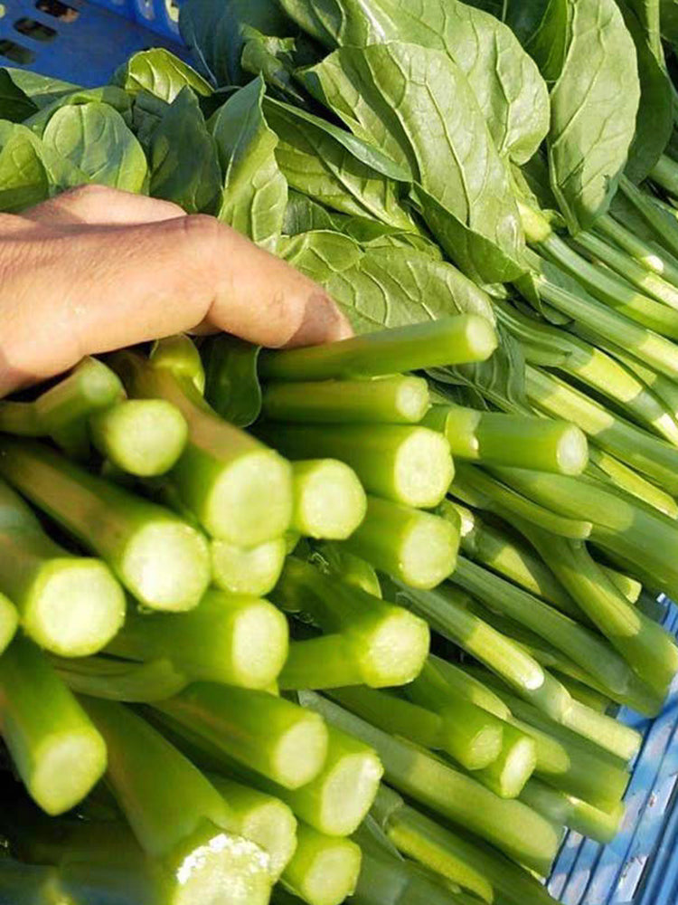 Ningxia Fiberless 110-day Choy Sum