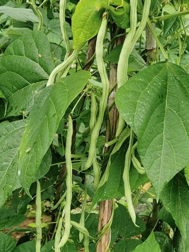 Huajun No.5 Snap Beans