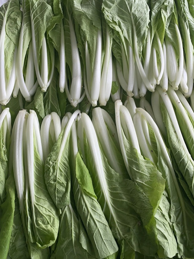 Jiemei Pak Choi