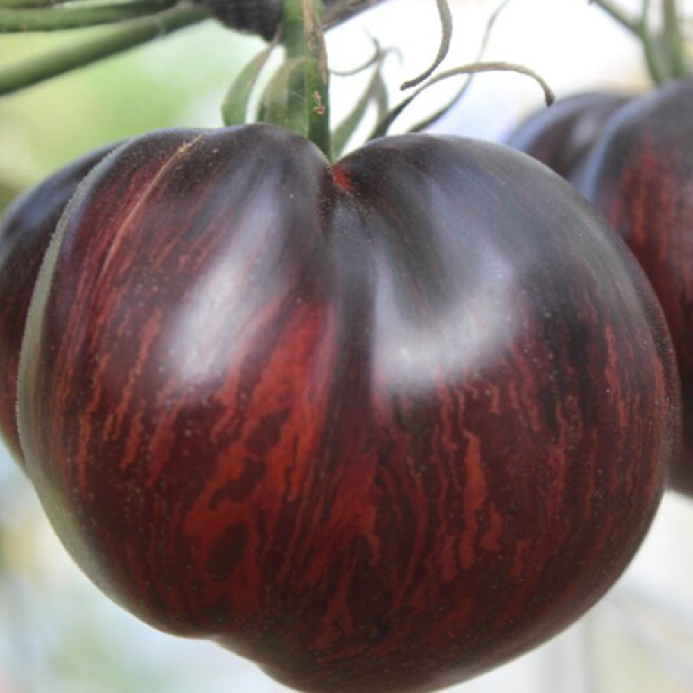 623 Marsha's Starfighter Beefsteak Tomato