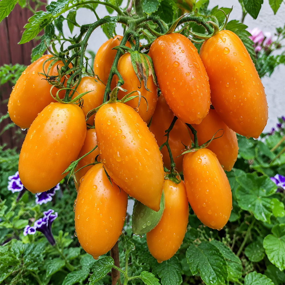 315 Peachy Prince Tomato