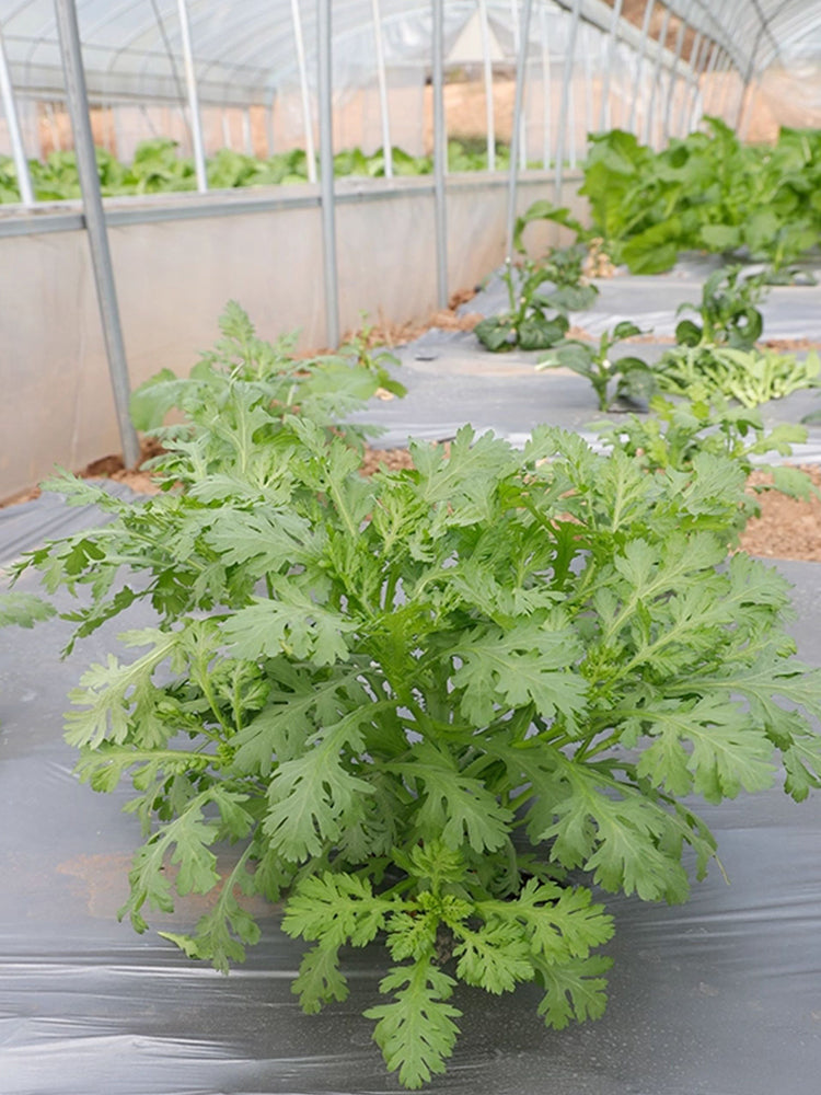 'Emperor's Vegetable'