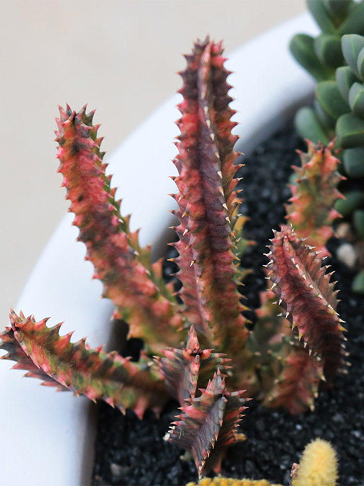 Variegated Huernia zebrina 'Lifesaver'