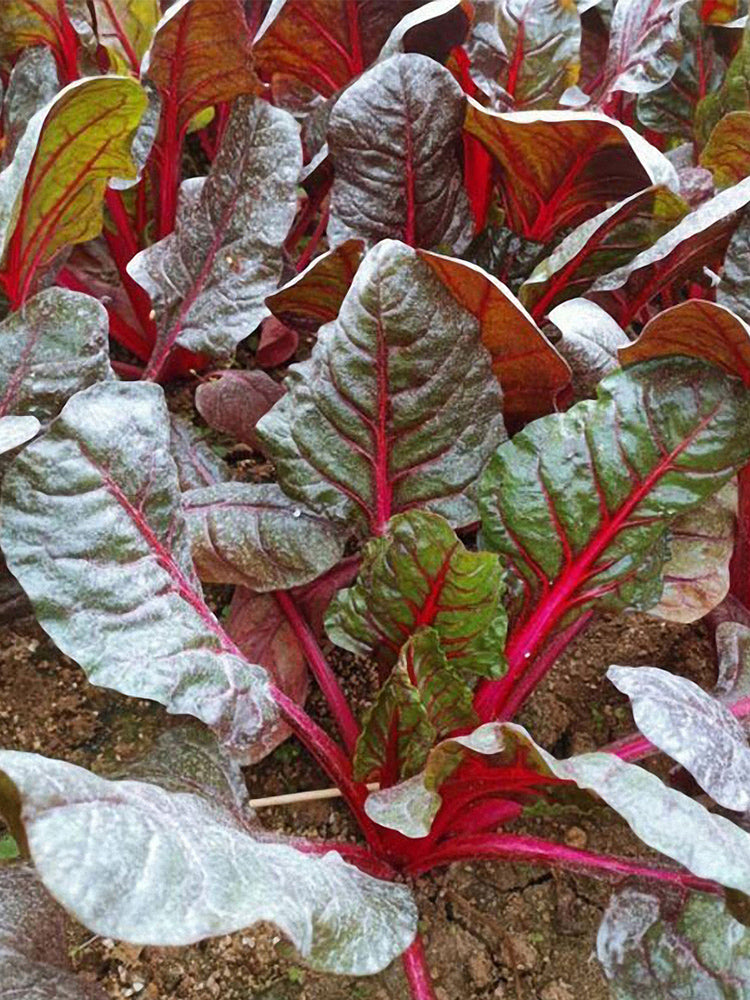 Red-Leaf Chard