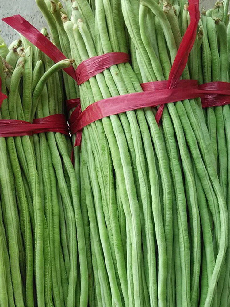 Continuously Harvestable 901 Yardlong Beans
