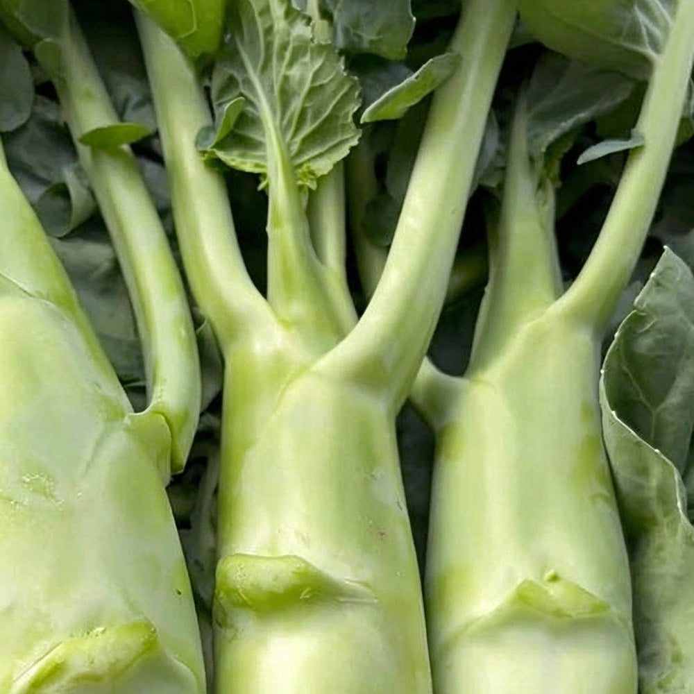 W1307 Jiemei Chicken-Leg Thick-Stem Gai Lan