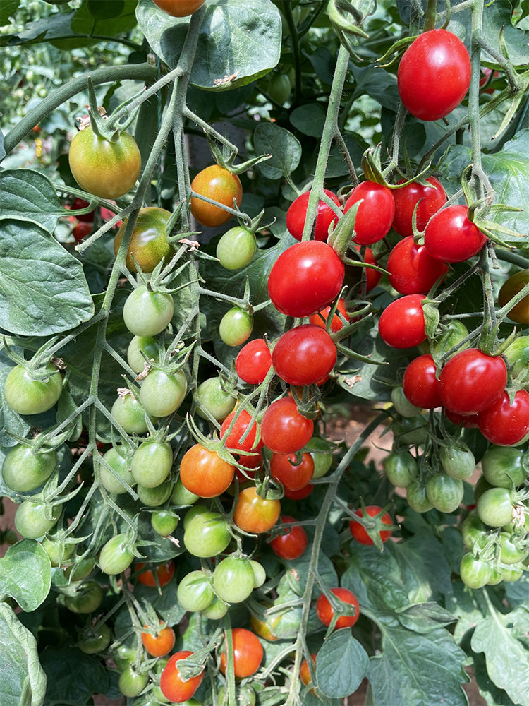 Hongcuili Cherry Tomato