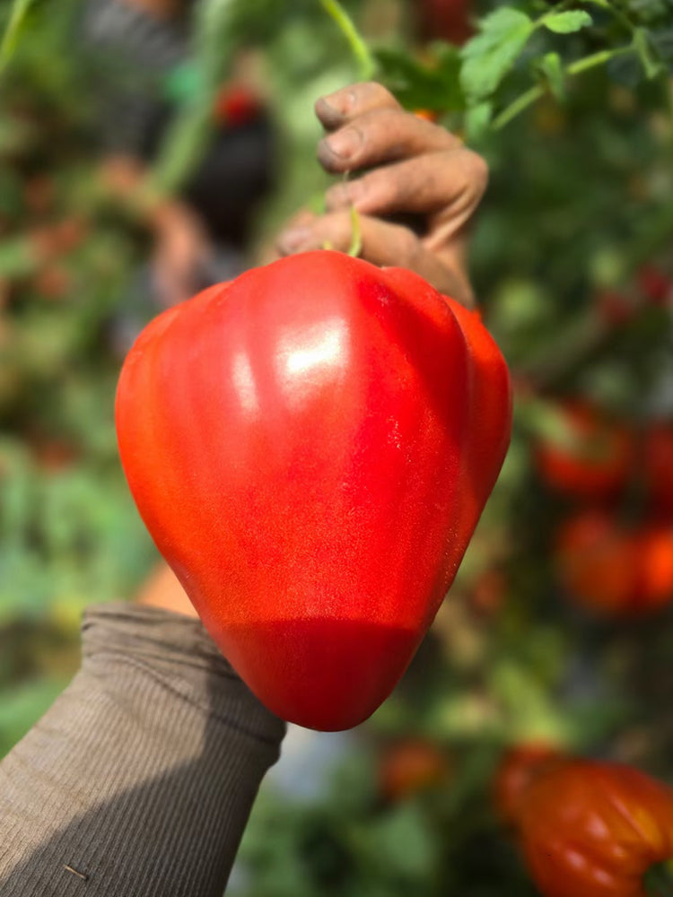 'Pixie Cap' Tomato