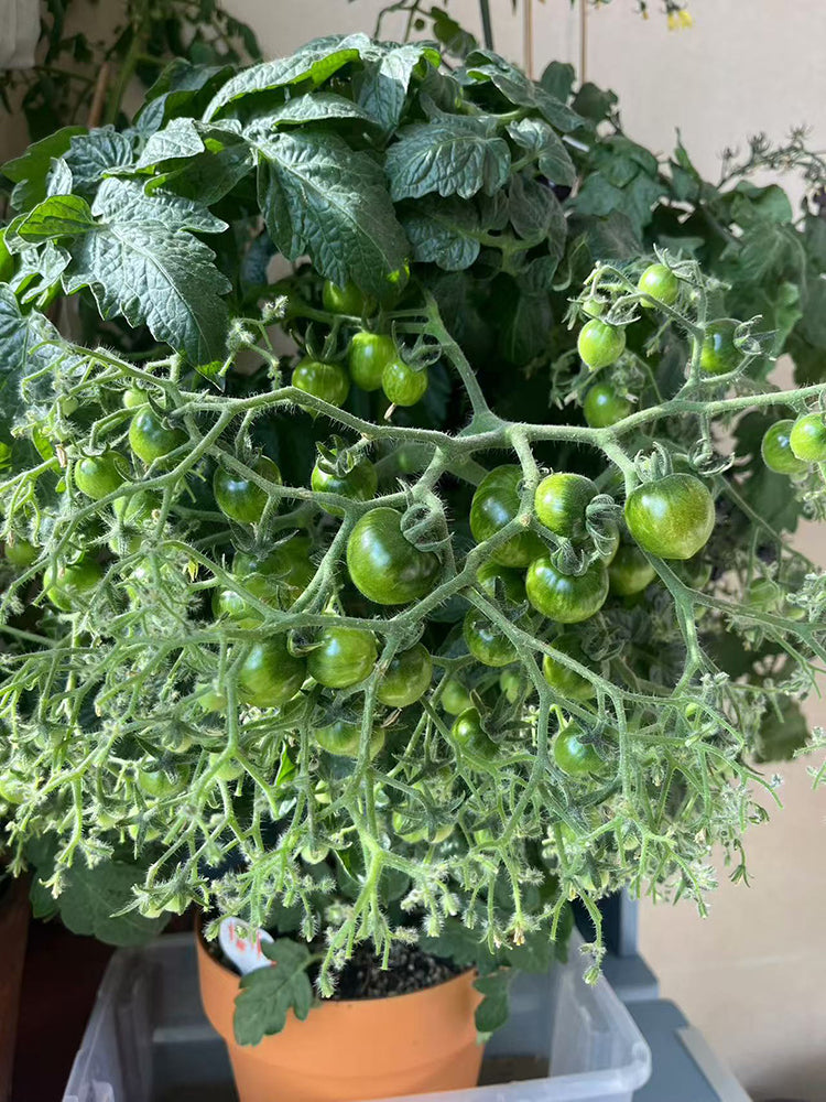 'Mini Shadow Stripe' Tomato