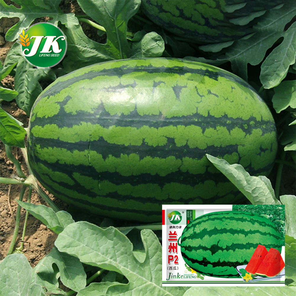 5 Bags (25 Seeds / Bag) of 'Lanzhou P2' Series: Large-Fruit, Traditional Variety, Super Sweet Watermelon