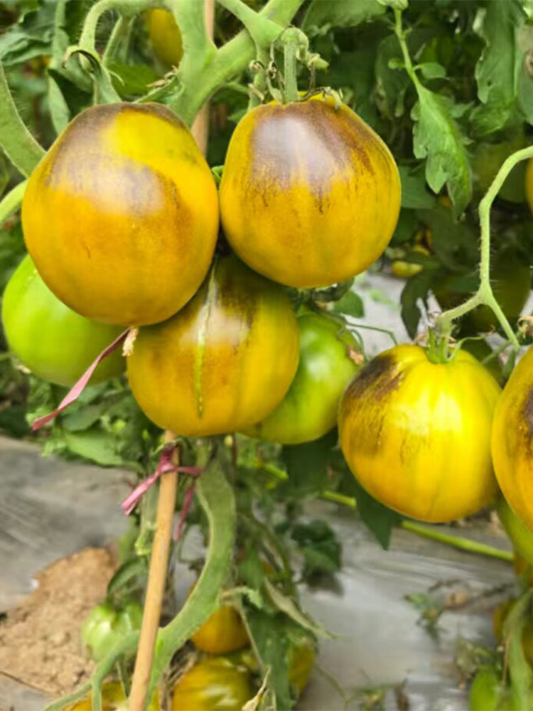 947 Rebel Green Gold Gem Tomato