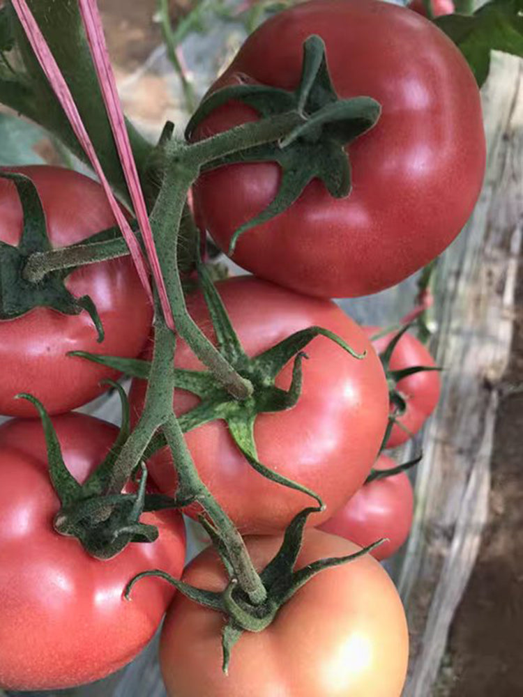Gemjet No.5 F1 Tomato