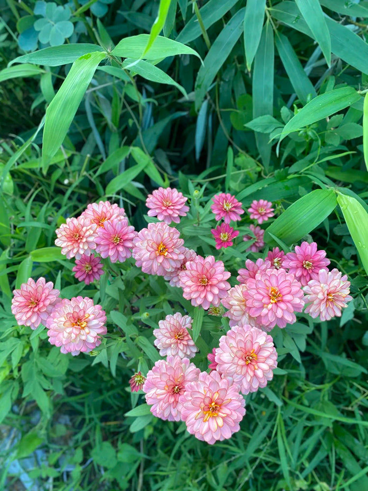 Pink Garden Zinnia