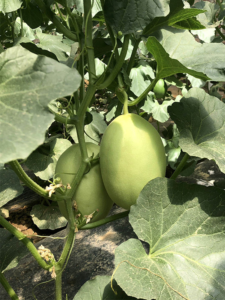 Qingshami Muskmelon