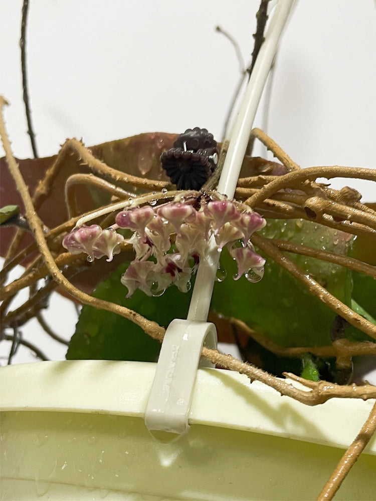 Hoya caudata 'Big Green Leaf' Unrooted Stem Cuttings