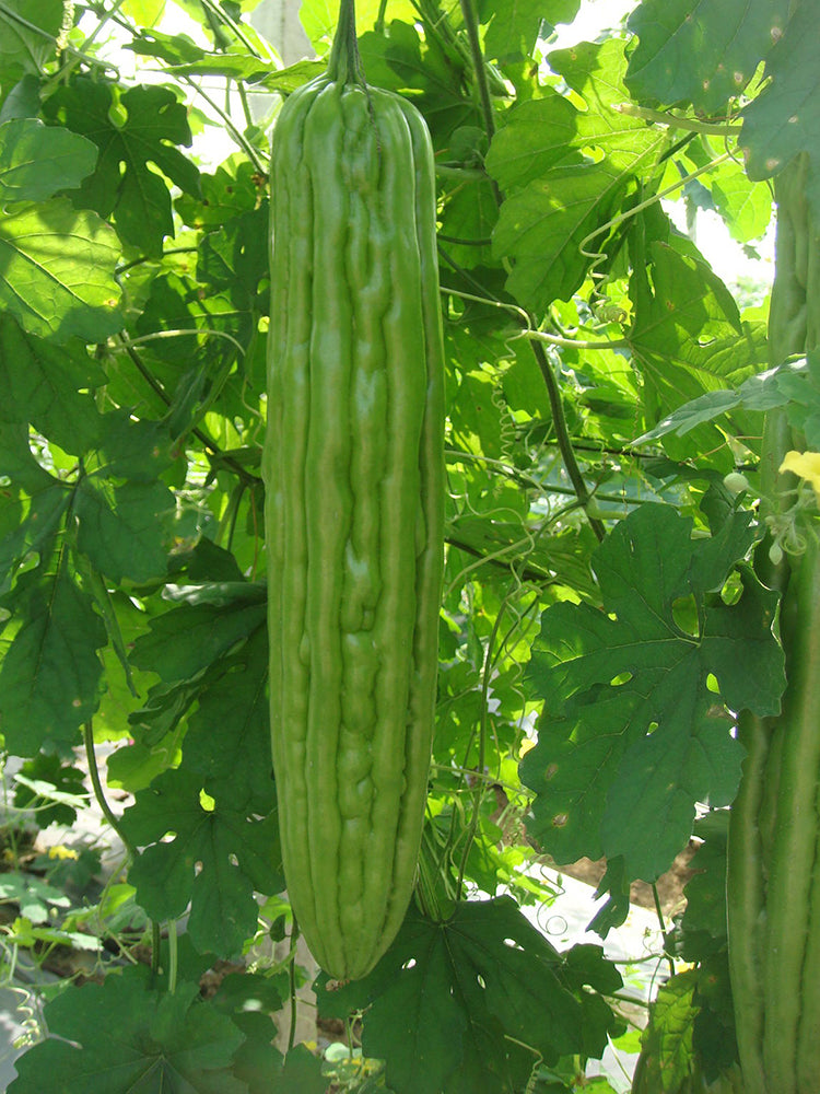Jiemei No.5 Bitter Gourd