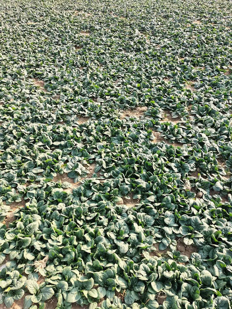 'Mobao 018' Prostrate Spinach