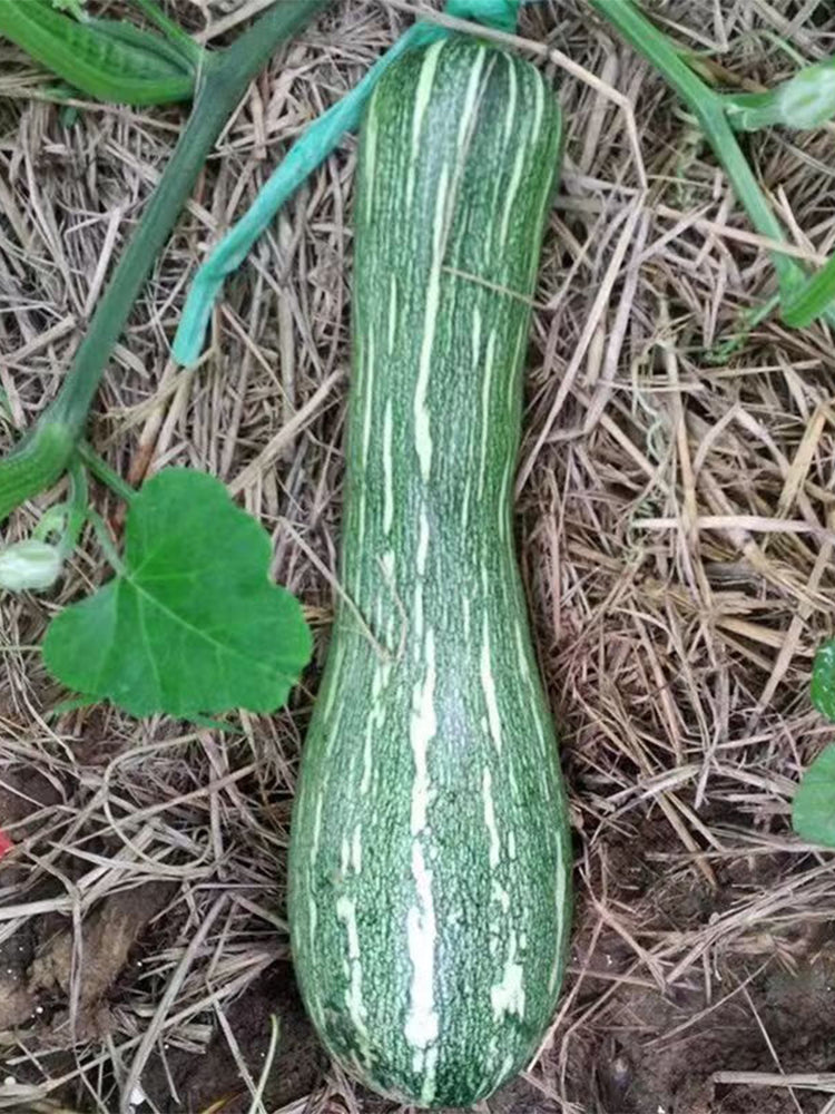 Zhengliang No.5 Pumpkin
