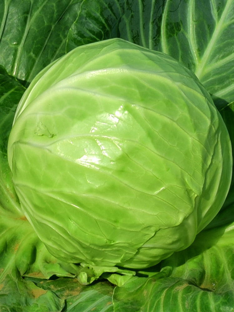 Green Treasure Cabbage