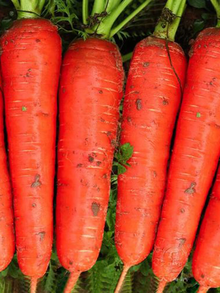 Five-Inch Ginseng Carrot