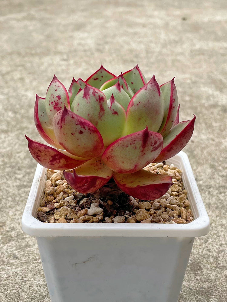 Echeveria cv. 'Bullfighter'