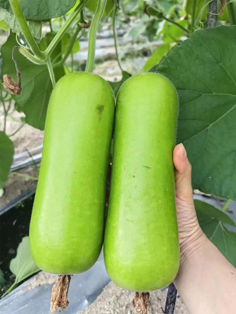 Cuiying Bottle Gourd
