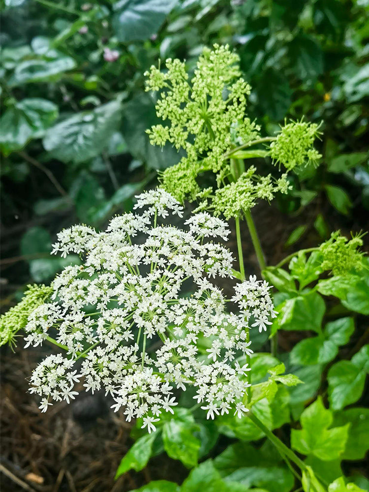 Hemsley's Hogweed (Heracleum hemsleyanum Diels)