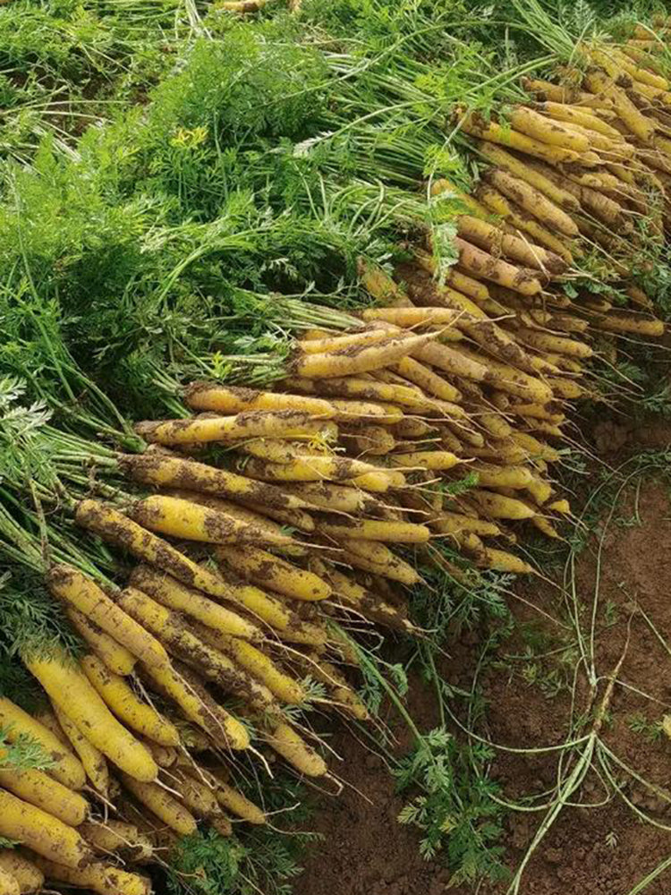 Dutch Yellowstone Carrot