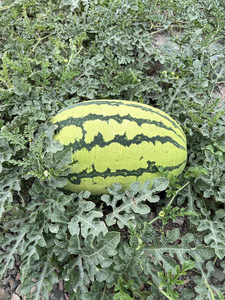 Xiashi No.5 Watermelons