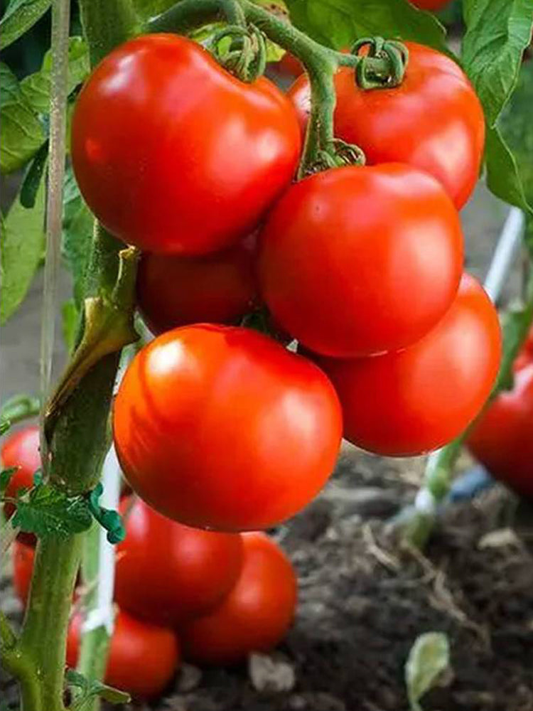 Provence Tomato